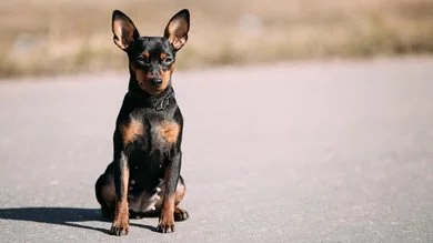 1482336503_miniature-pinscher-do.webp