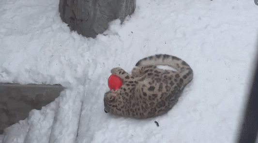 1487886867155942389.gif
