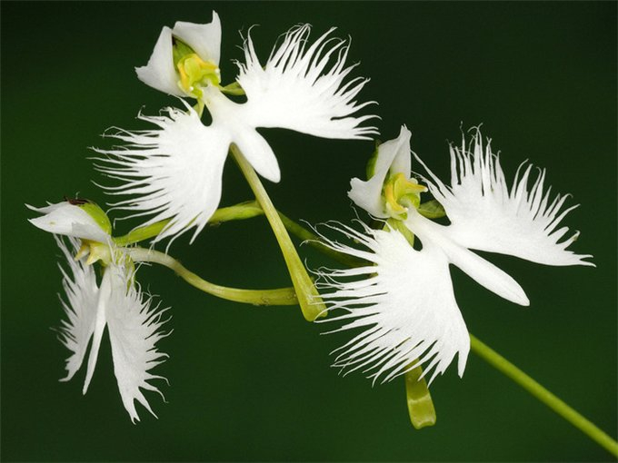 14_orhideya_belaya_caplya_Habenaria_radiata_foto_1.jpg
