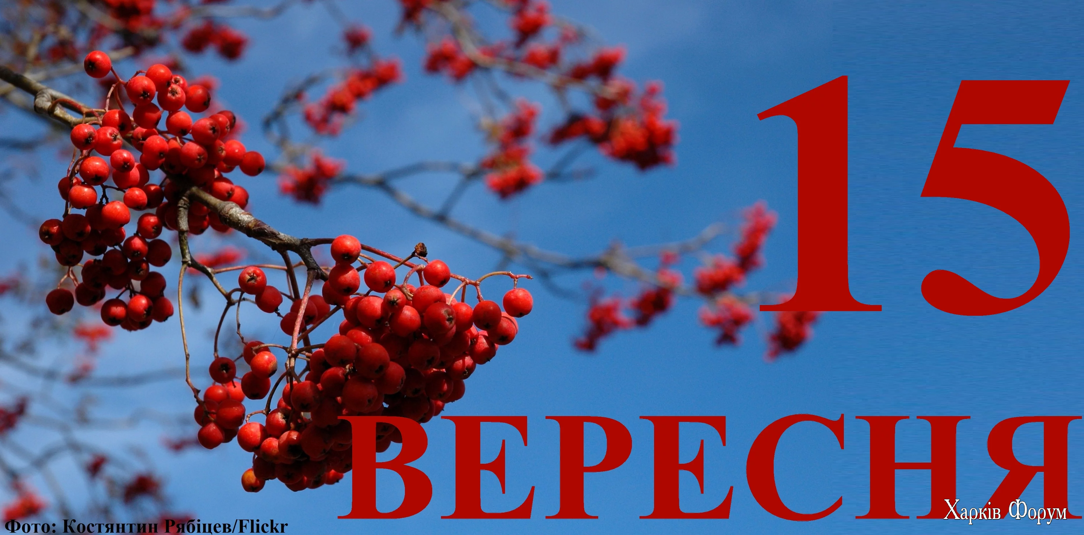 15-VERESNYA.webp