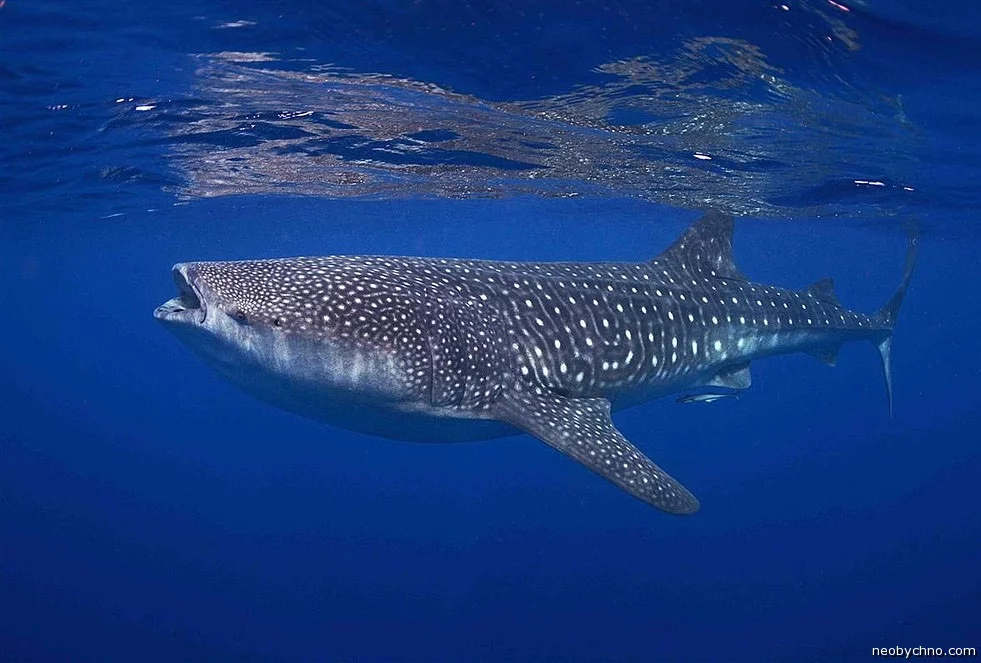 15-whale-shark-by-kyra-hartog.webp
