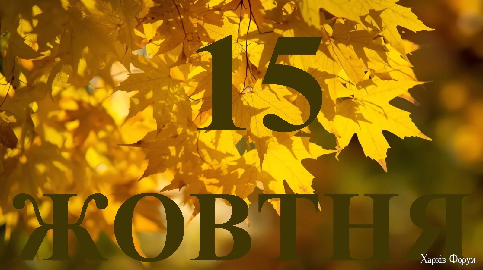 15-ZHOVTNYA.webp