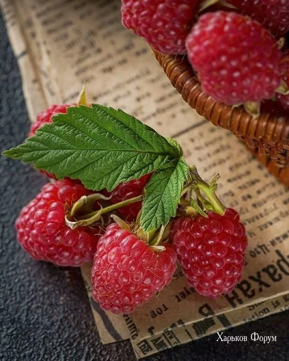 1504a66f0601b24600f18451.webp