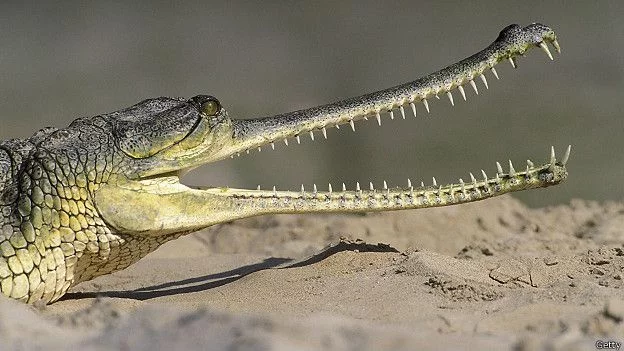 150902153159_india_the_gharial_624x351_getty.webp