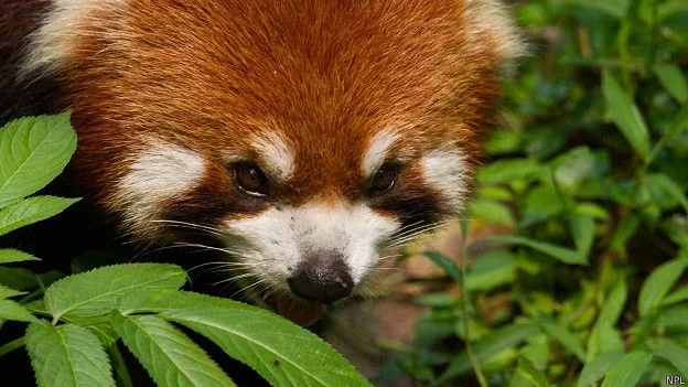 150902153341_india_red_panda_624x351_npl.webp