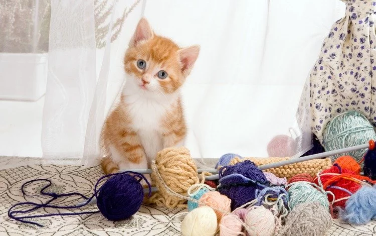 150953017259f99a3c60d851.51887672.webp