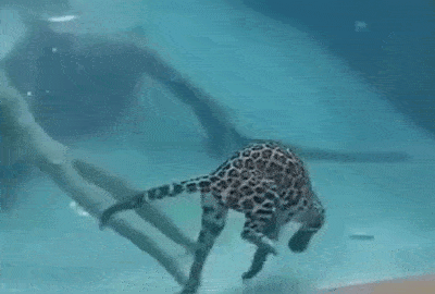 151fffd8e4f0c090c.gif 151fffd8e4f0c090c.gif