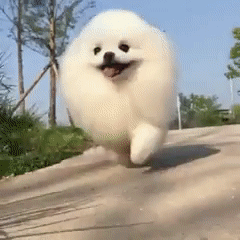 1521538759158363298.gif
