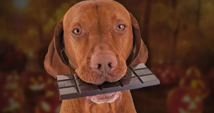 1522839876_dog-chocolate-1.webp