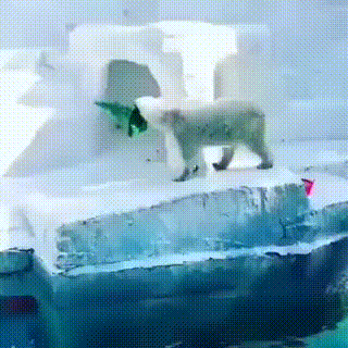 1524256330148461346.gif