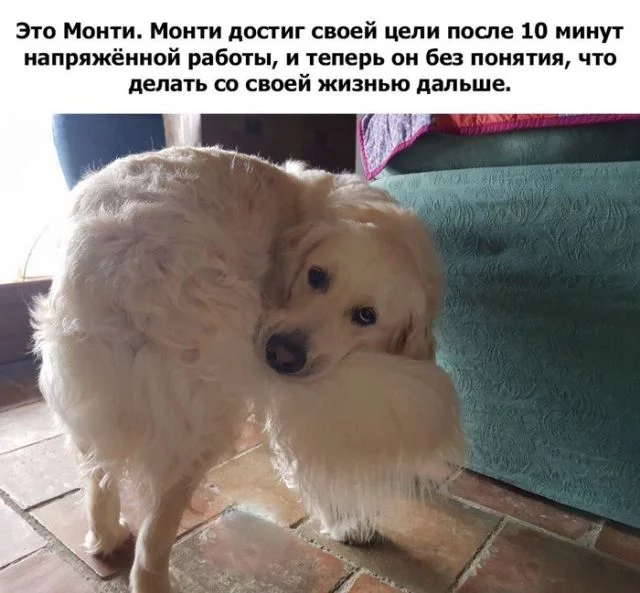 1528131307_korzik_net_prikol-22.webp