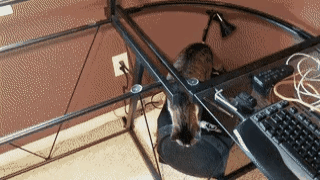 1528779216148447017.gif