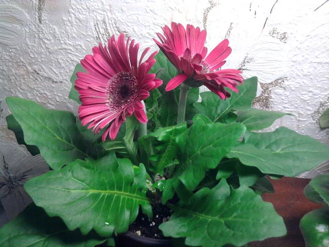 1530985_m.webp