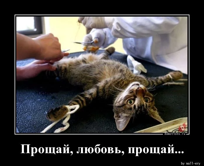 1534692750_Proschay-lyubov-pros_demotions.ru.webp
