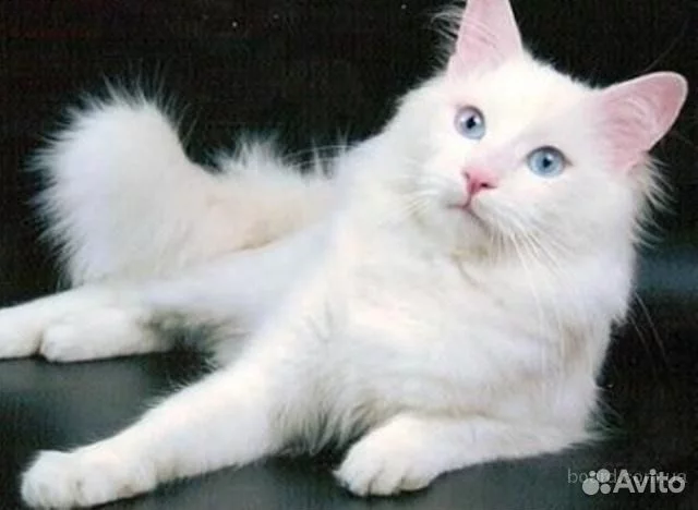 1540788972.webp