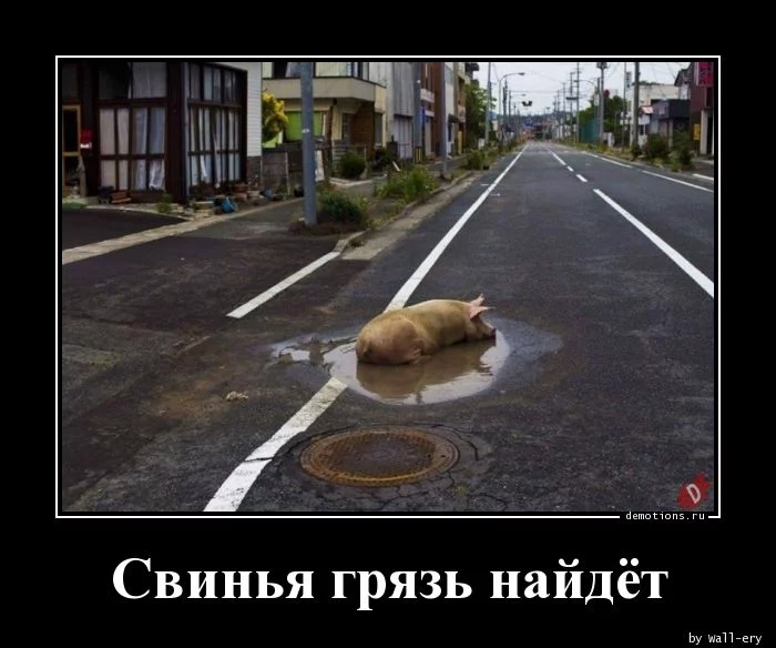 1543290823_Svinya-gryaz-naydet_demotions.ru.webp