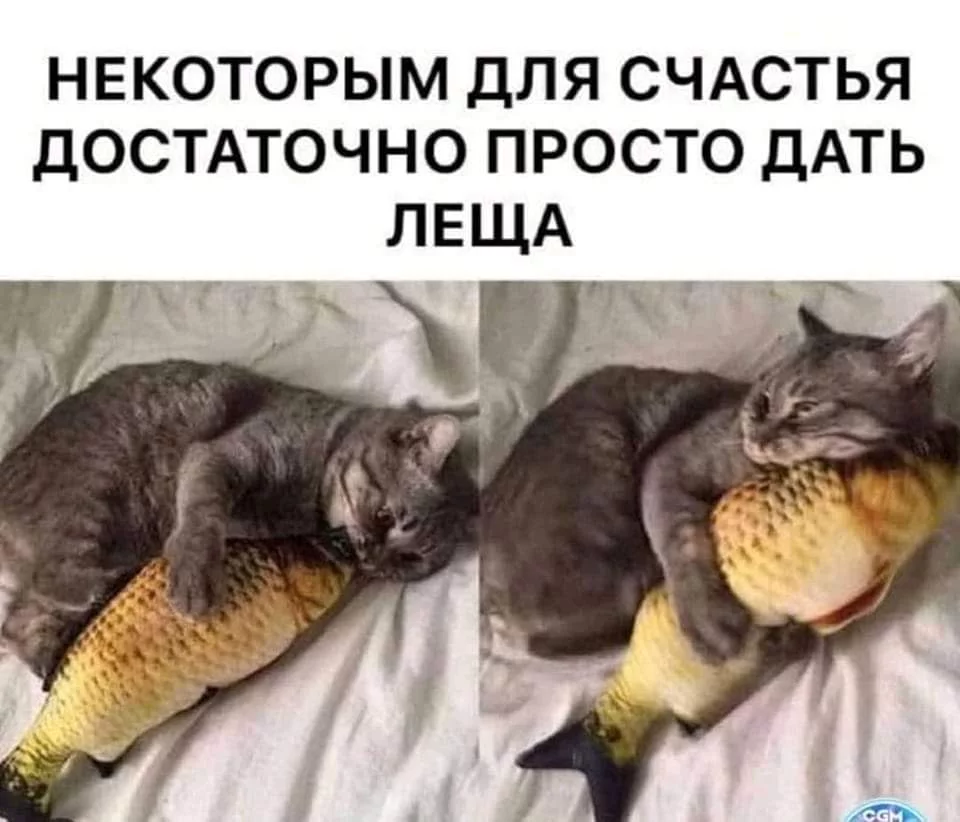 155554.webp
