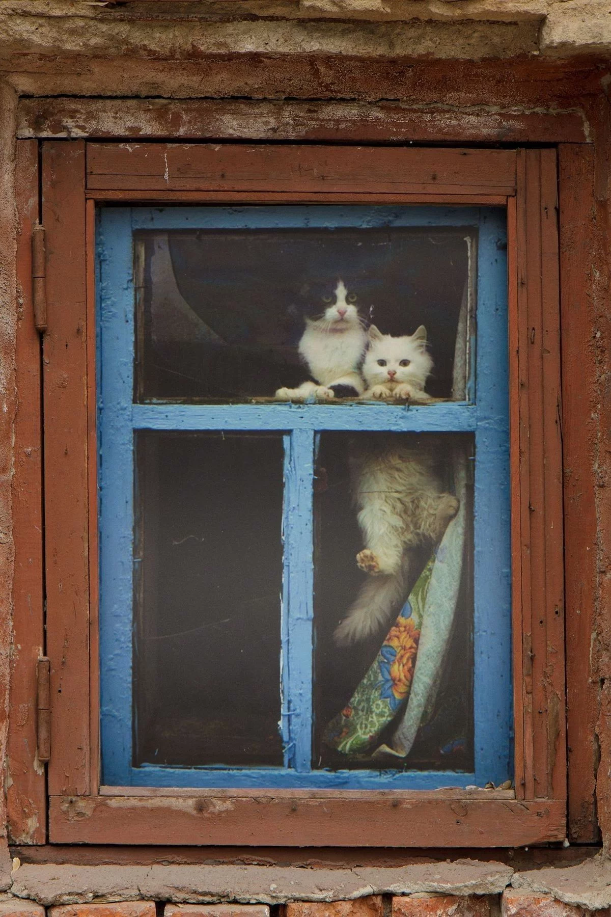 156186.webp