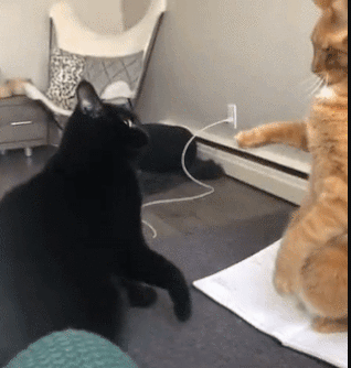 15778ef05e7151274.gif