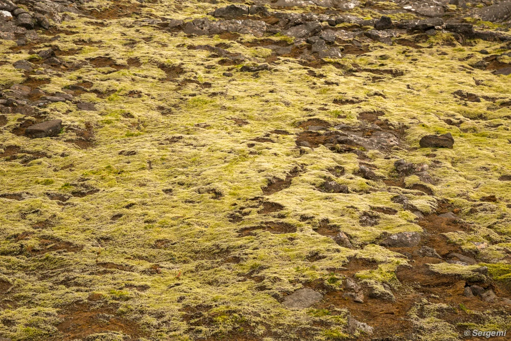 15811966468_772aa3847e_o.webp
