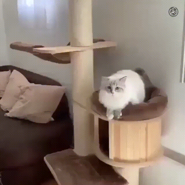 1596850294180998015.gif