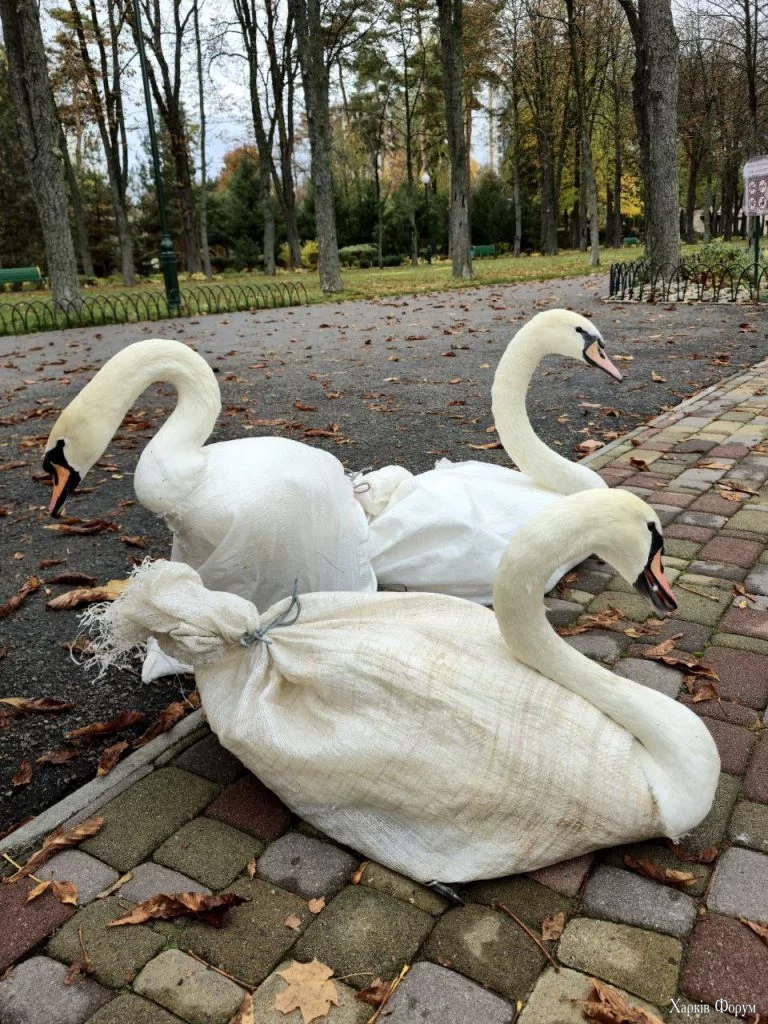 лебедей перевезли из Центрального парка Харькова