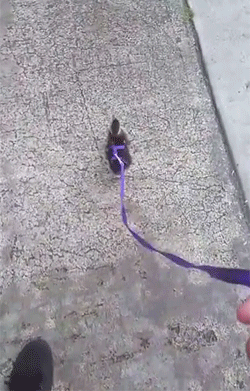 15e09a7bda24a704.gif
