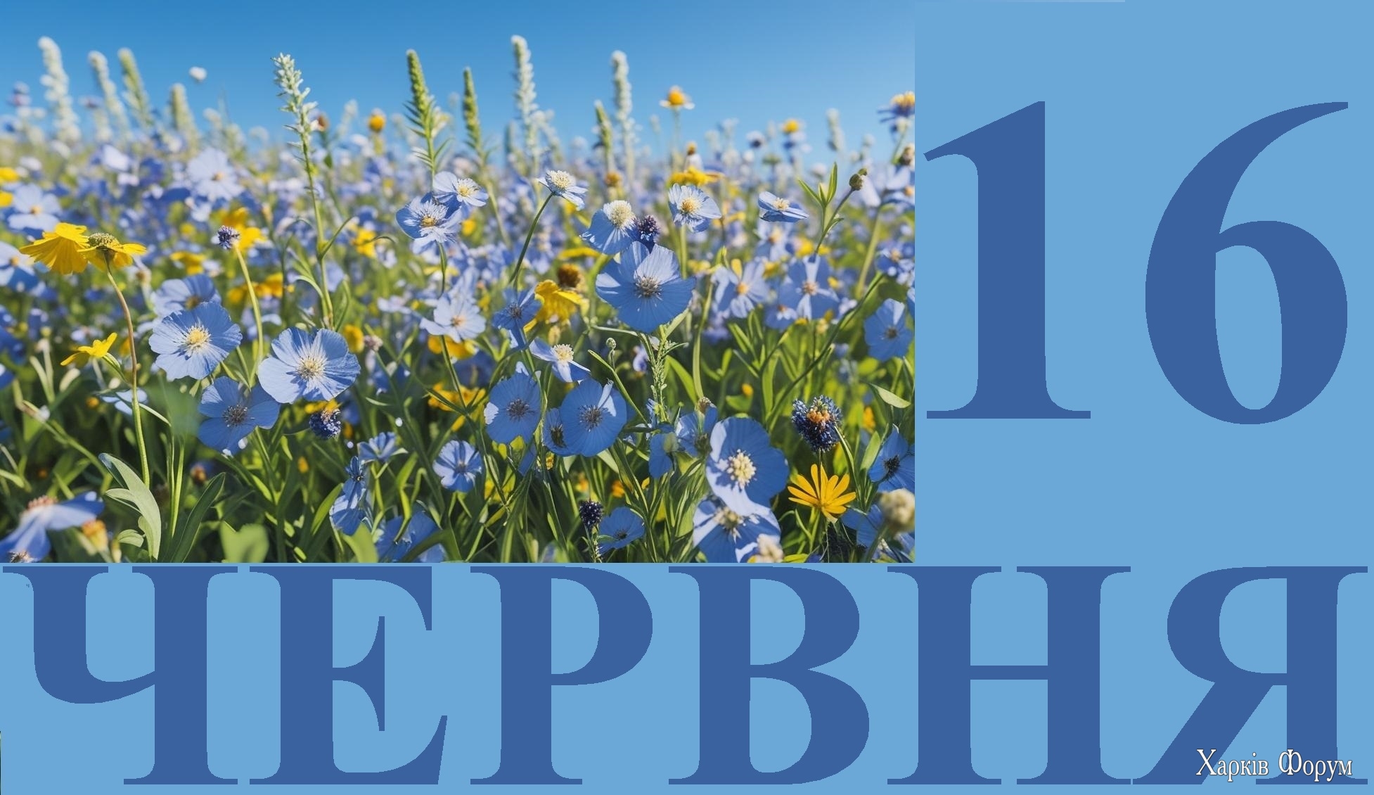 16-CHERVNYA.jpg