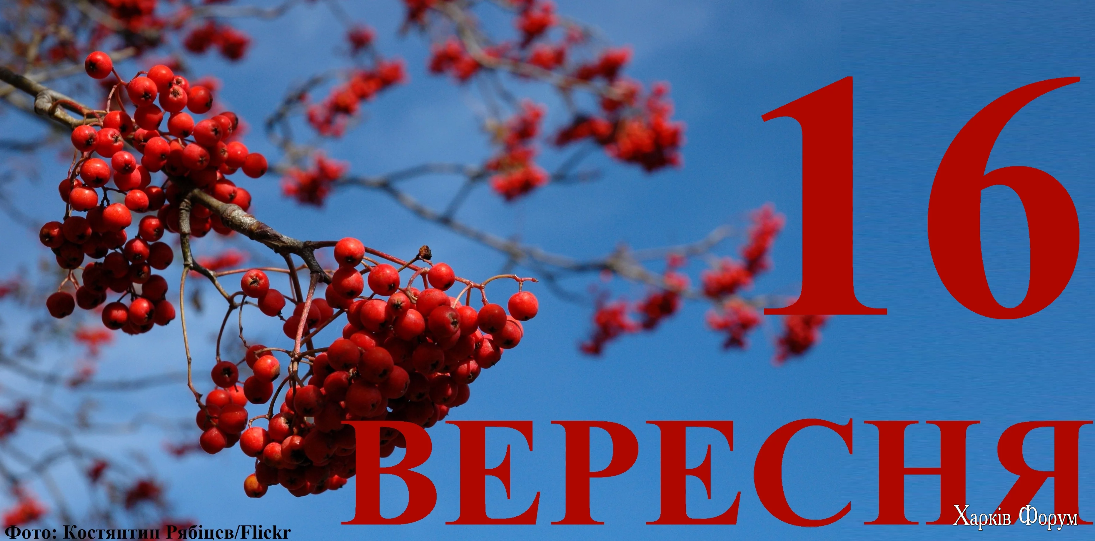 16-VERESNYA.webp