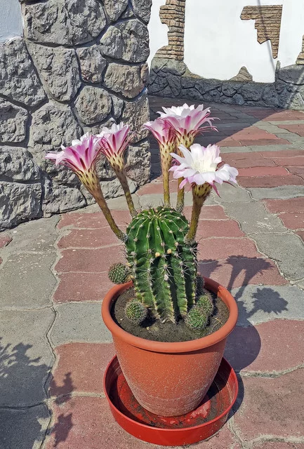 16.webp