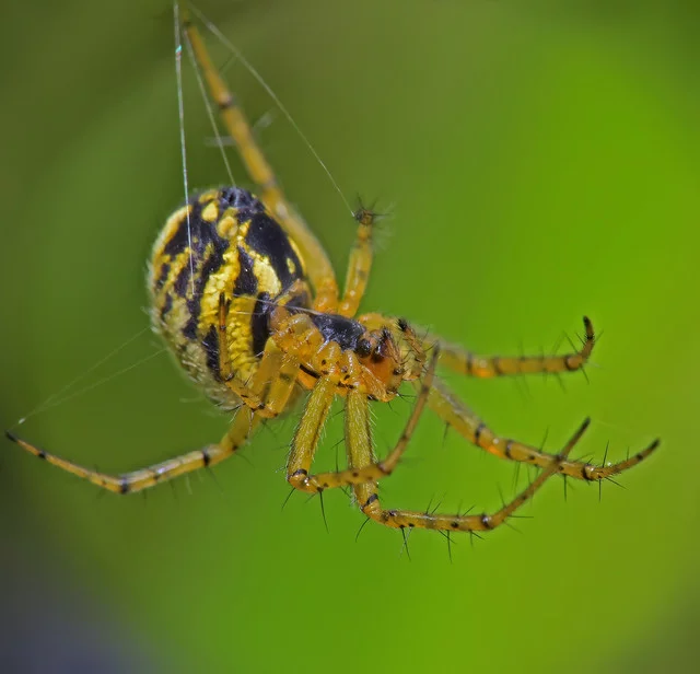 16.webp