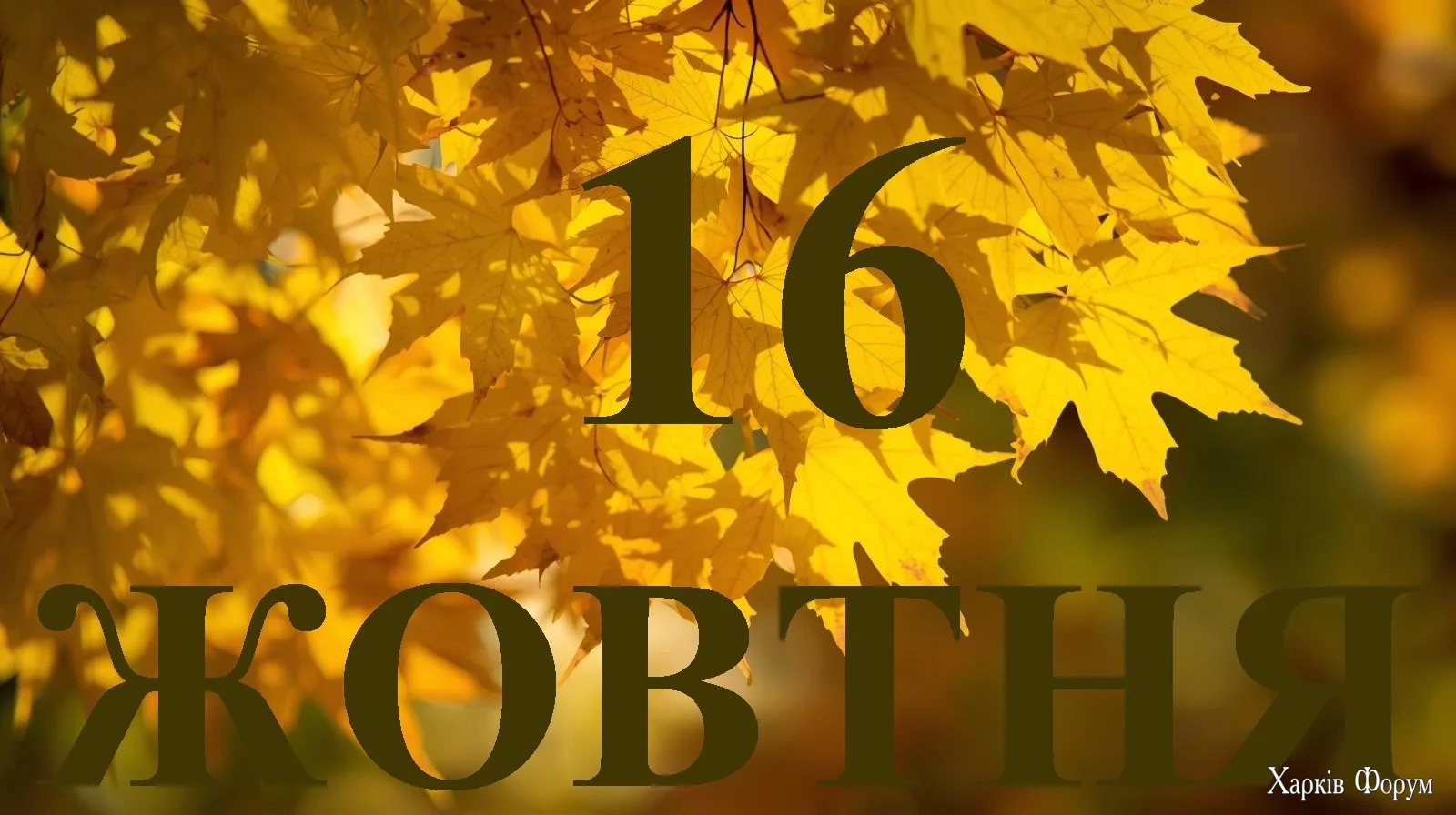 16-ZHOVTNYA.webp