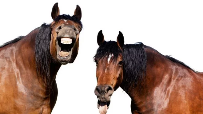 160103132037_horse_624x351_thinkstock_nocredit.webp