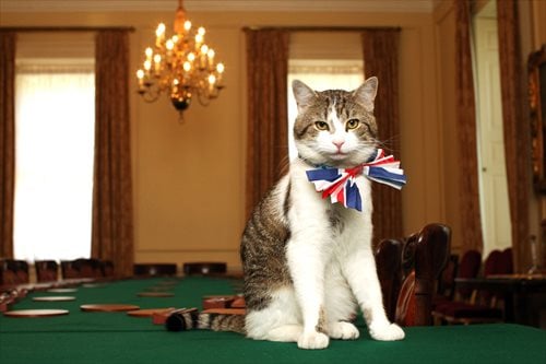 1602Cat.jpeg?format=webp&w=400&dpr=2.jpg