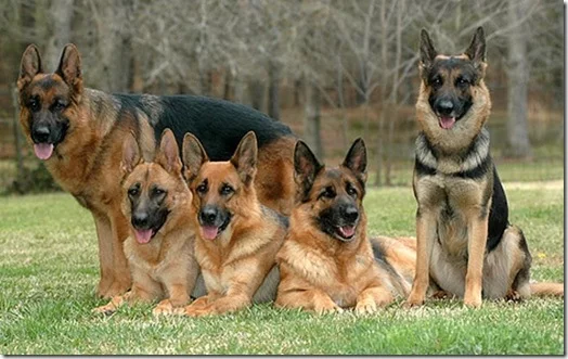 1609module20020162photo_1236702098germanshepherd_3.webp