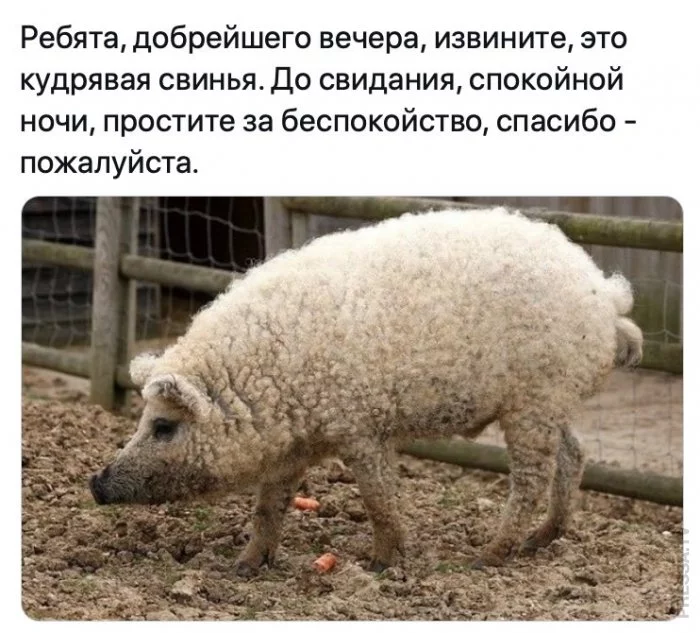 1610698937_pressa_tv_mem-23.webp