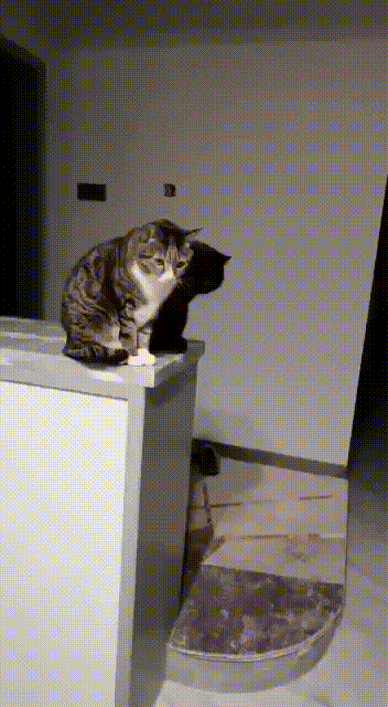 1623965028111781598.gif