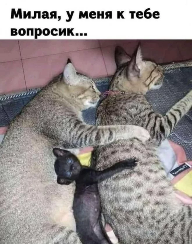 1625725587_pressa_tv_mem-21.webp