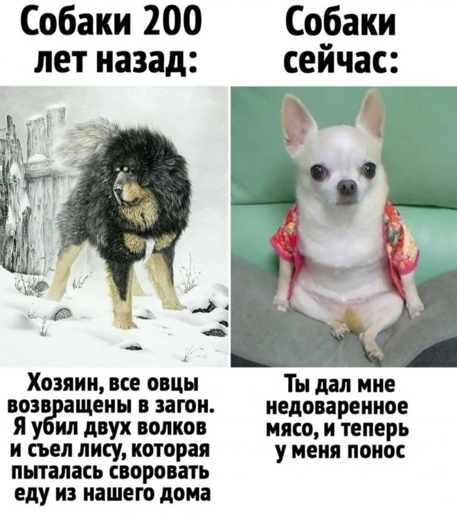 1627541760_pressa_tv_mem-24.webp
