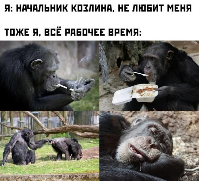 1631686199_pressa_tv_mem-09.webp