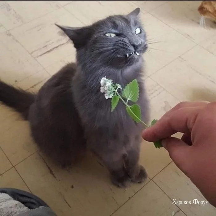 166368b5cf7448ac.webp