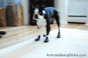 167060_600.gif