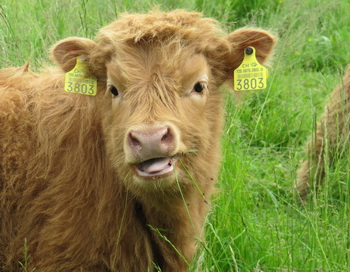 167_21_09_2011_bull.jpg