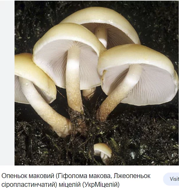 1698097572497.png