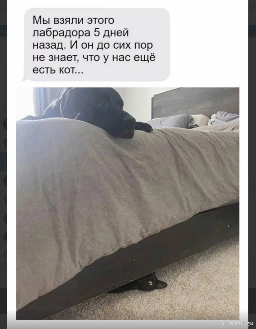 1699448401444.webp