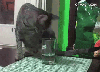 16cafc37a163891420b227bb57422d37.gif