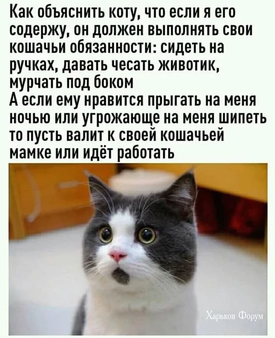 16e56e98b4365afde.webp