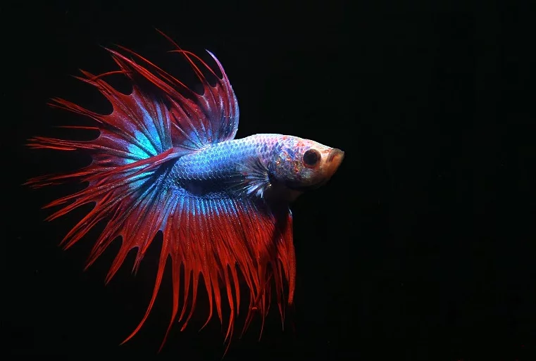 17-3.siamese-fighting-fish.webp
