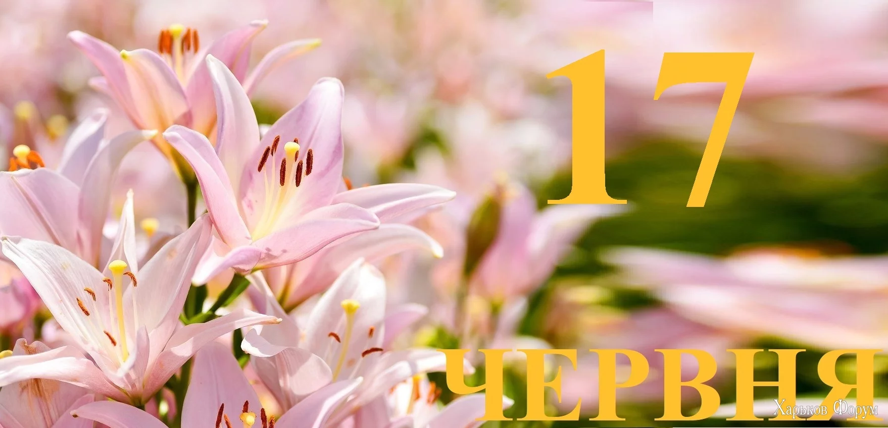 17-CHERVNYA.webp
