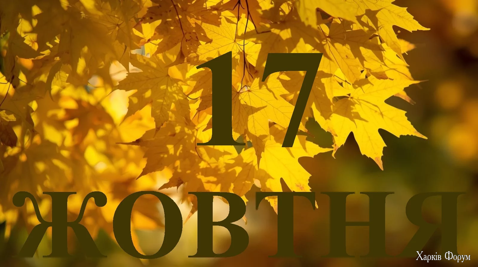 17-ZHOVTNYA.webp
